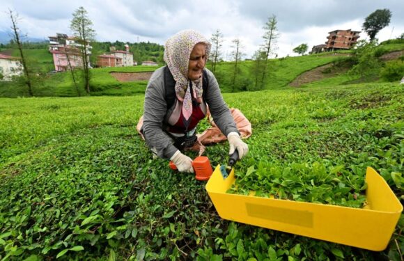 ÇAYKUR randevulu çay alım sistemini kaldırdı