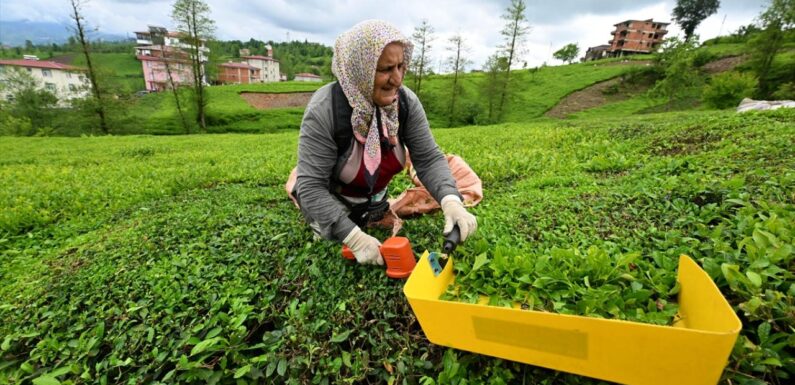 ÇAYKUR randevulu çay alım sistemini kaldırdı