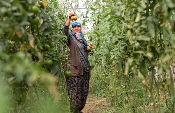 TÜİK: Tarım ürünleri üretici fiyatları arttı