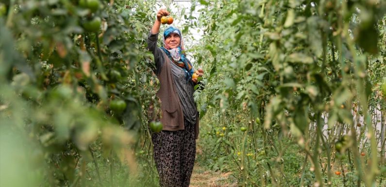 TÜİK: Tarım ürünleri üretici fiyatları arttı