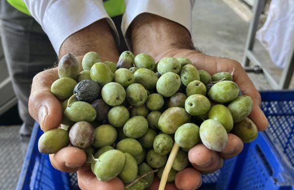 Bu yıl 3,6 milyon tonluk zeytin rekoltesi bekleniyor