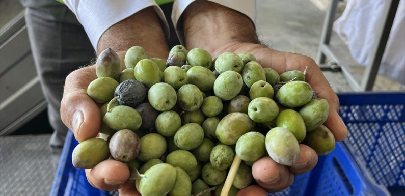 Bu yıl 3,6 milyon tonluk zeytin rekoltesi bekleniyor