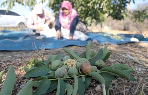 Tescilli Maraş 18 cevizi 25 ülkeye ihraç ediliyor