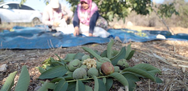 Tescilli Maraş 18 cevizi 25 ülkeye ihraç ediliyor