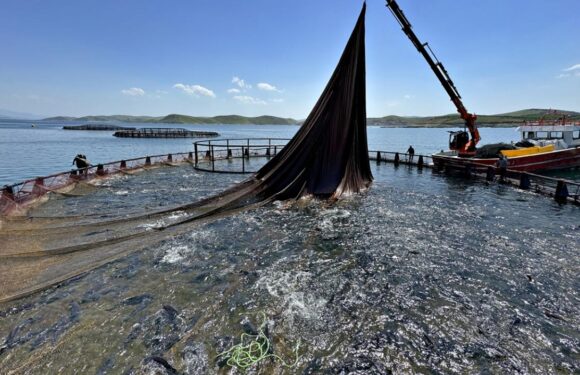 Doğu Karadeniz’in su ürünleri ihracat geliri 200 milyon doları geçti