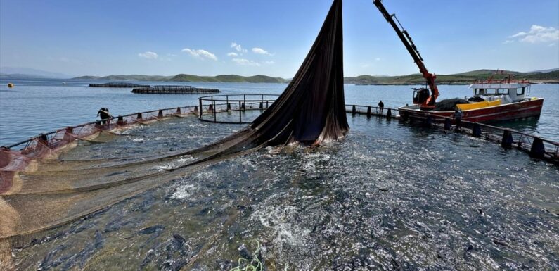 Doğu Karadeniz’in su ürünleri ihracat geliri 200 milyon doları geçti