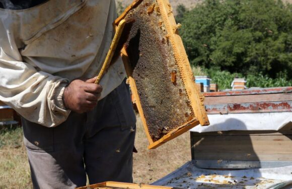 Bitlis balı tescillendi