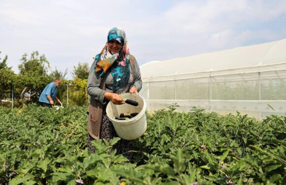 TARSİM’den çiftçilerin maliyetine destek