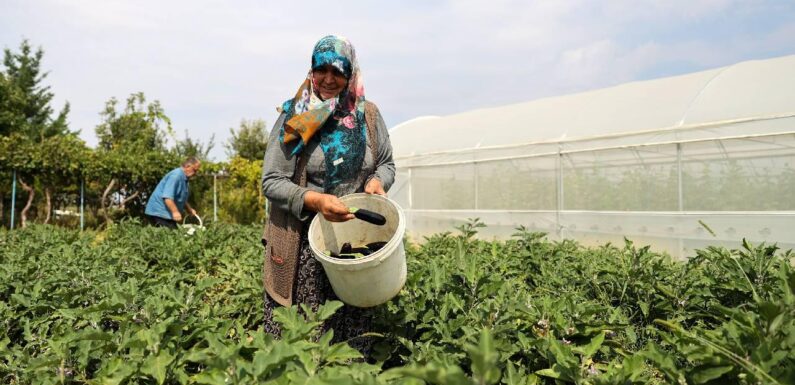 TARSİM’den çiftçilerin maliyetine destek