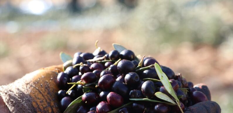 Türkiye’nin zeytin üretimi 2024’te rekora ulaştı