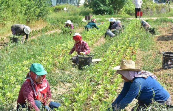 Mevsimlik tarım işçileri için 25 milyon lira kaynak ayrıldı