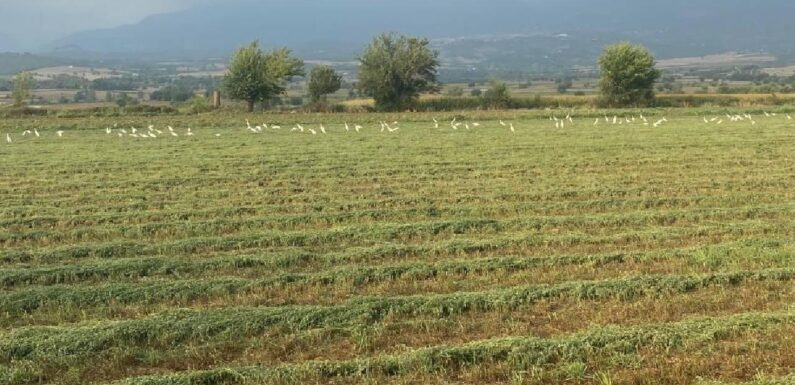 TARSİM’de hasar fazlası desteğine ilişkin prim oranları belirlendi